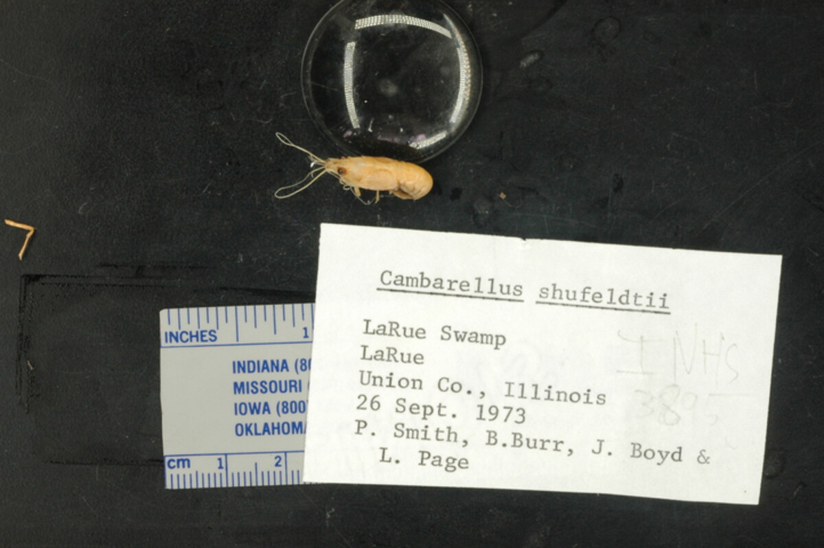Cambarellus shufeldtii image